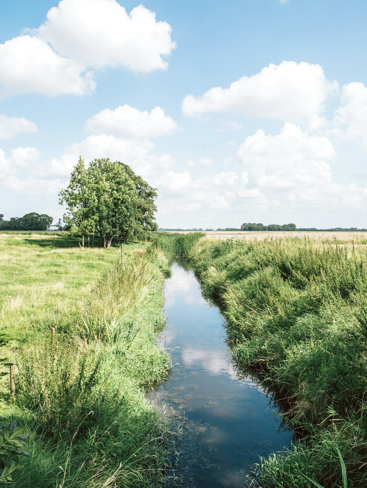 green grass field near river under blue sky during daytime