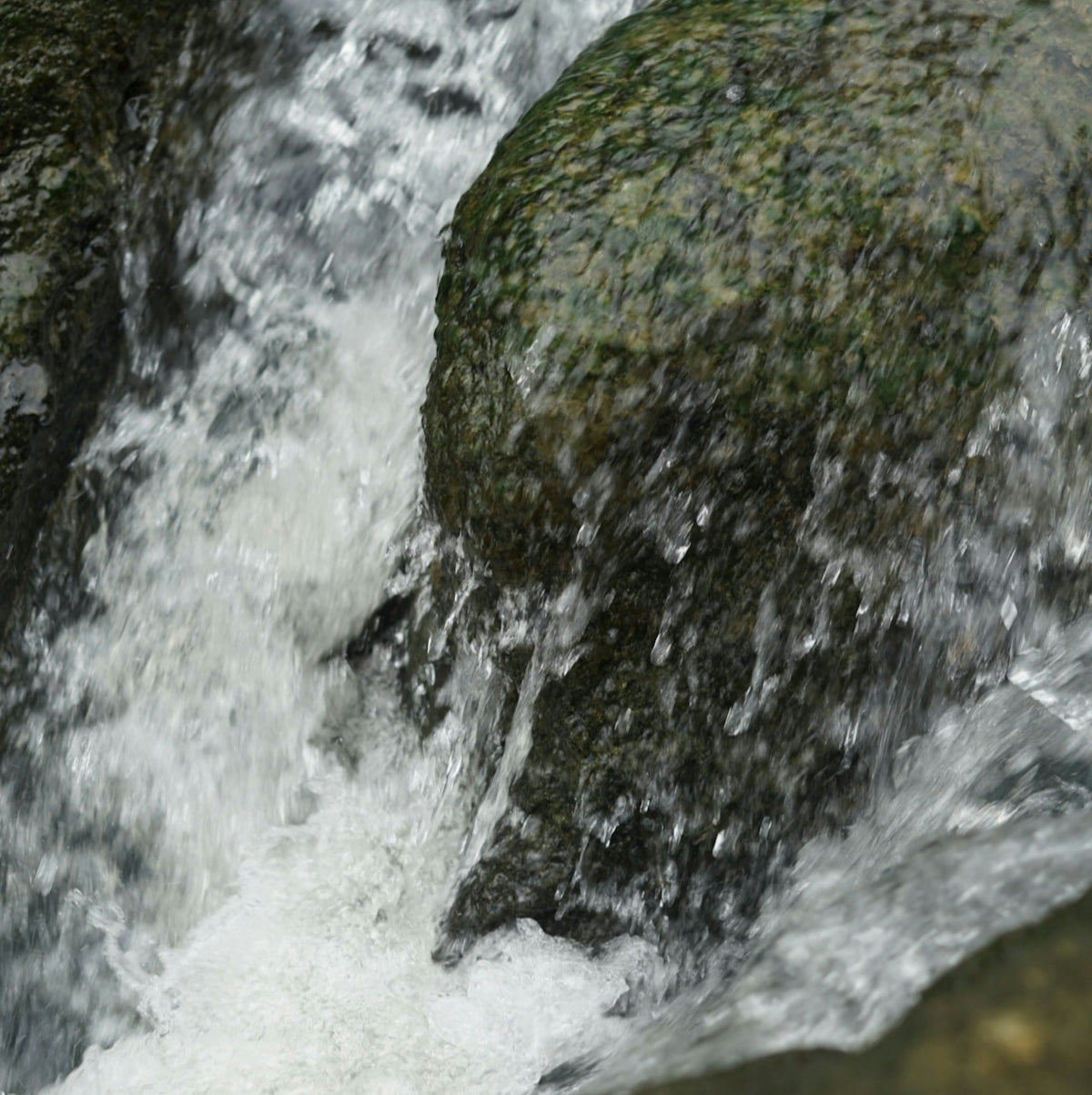 a bird sitting on a rock in the water