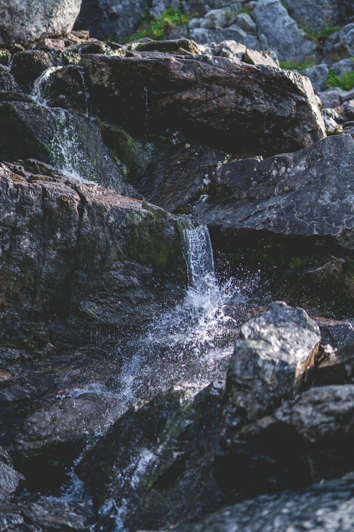 a bird standing on top of a rock covered hillside