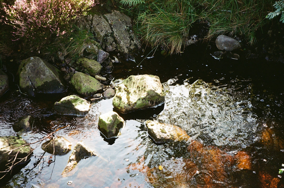 a stream of water surrounded by rocks and plants